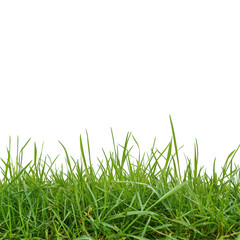 Fototapeta premium Lush green grass field isolated on clean white background showcasing vibrant natural freshness and simplicity, Green grass field isolated on white background