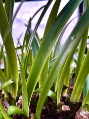 Obraz premium Close-up of Green Plant Shoots in Morning Light