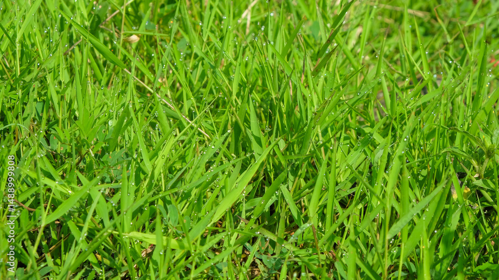 Poster green grass texture background. ecology and environment concept. for graphic design, 3d rendering an