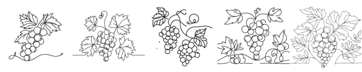 Grape fruit vector continuous line style