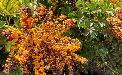 Fototapeta premium Dwarf umbrella tree or Heptapleurum arboricola orange fruits close upin Tenerife, Canary Islands, Spain.Selective focus.