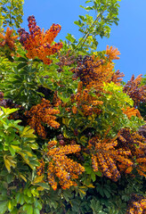 Dwarf umbrella tree or Heptapleurum arboricola orange fruits against blue sky in Tenerife,Canary Islands,Spain.Selective focus.