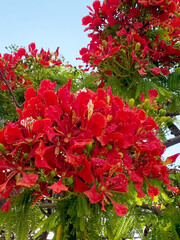 Red Flamboyant tree flowers also known as Royal Poinciana,Delonix regia,Flame tree, Phoenix flower...