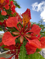 Red Flamboyant tree flowers also known as Royal Poinciana,Delonix regia,Flame tree, Phoenix flower...