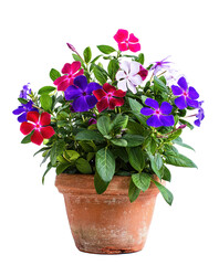 Naklejka premium Vibrant Multicolored Periwinkle Flowers in Terracotta Pot