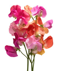 Fototapeta premium Vibrant Mix of Sweet Pea Flowers A Stunning Bouquet of Pink, Orange, and Red Blossoms