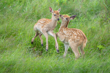 Fototapeta premium 曇り空の草原で草むらの中で２頭の子シカが無邪気に走り周り、飛び跳ねている姿。背景は草木のグリーン色で、子シカ２頭はほぼ中央で向かい合っている横構図です。