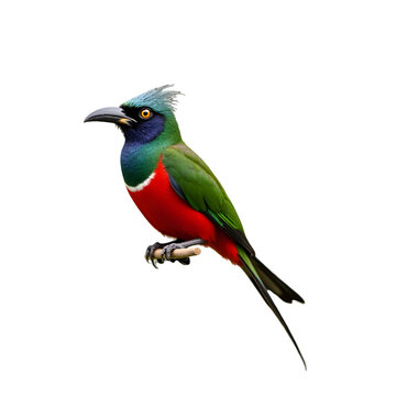 A vibrant Cuban trogon perched gracefully showcasing its stunning plumage in a captivating and artistic profile against a sleek presentation