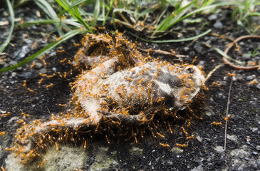 frog on the ground, dead carcass of frog feasted by big red ant
frog color is grey and white, on black brownish ground and some weed in background, shallow depth of field. big red ant eating dead frog