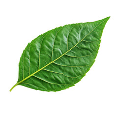 Obraz premium Vibrant green leaf isolated on a clean Transparent background showcasing intricate vein patterns and natural texture, leafisolated on PNG background