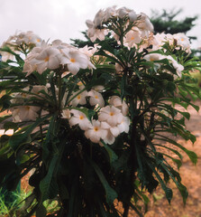 white flowers in construction site
name is Plumeria pudica / kamboja pagoda flower, the flower have...