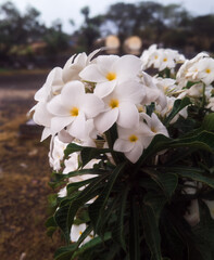 white flowers in construction site
name is Plumeria pudica / kamboja pagoda flower, the flower have...