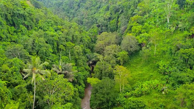 Drone shows a vibrant tropical rainforest with dense canopy and lush green foliage, characteristic of equatorial climate zones.