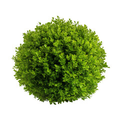 Fototapeta premium Vibrant green bush isolated on white background
