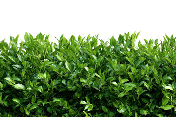 Obraz premium Lush green hedge forming natural border isolated on white background