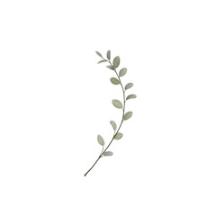 Obraz premium An artistic presentation of a solitary eucalyptus stem featuring silver leaves conveying botanical elegance and minimalist aesthetic on a monochrome setting