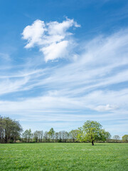 spring forest shows early spring colors. near meadow with chestnut tree in the netherlands