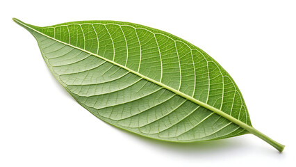 Obraz premium Mango leaf on white background. 