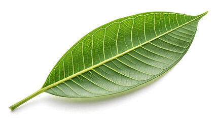 Obraz premium Mango leaf on white background. 