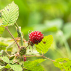 5月の野山 クサイチゴの赤い実が実る 04