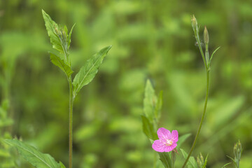 5月の野山 ユウゲショウの淡紅色の小さな花が咲いている 02