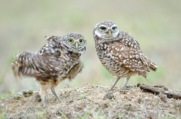 Burrowing Owl, Athene cunicularia, male and female, by the burrow.