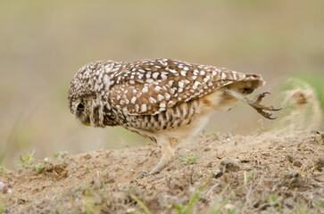 Burrowing Owl, Athene cunicularia, kicking sand, burrow care in Florida. 