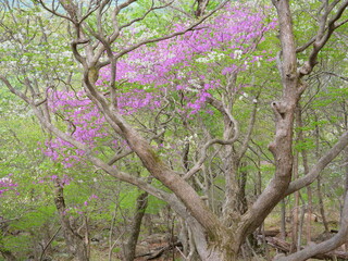 シロヤシオの大株とトウゴクミツバツツジの咲く斜面