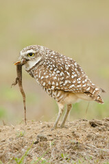 Burrowing Owl, Athene cunicularia with freshly caught Anoles, lizard in her beak.