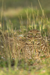 Burrowing Owl, Athene cunicularia floridana, taken in wild, in Florida.