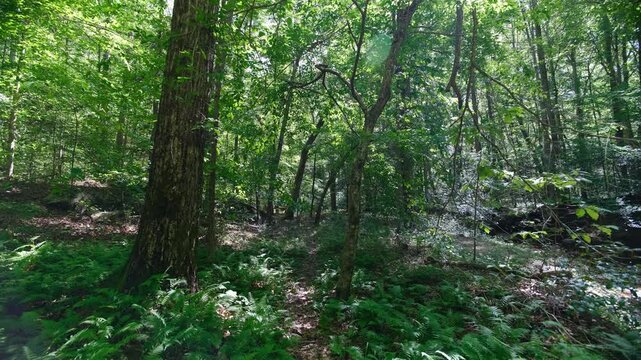 Pocahontas State Park