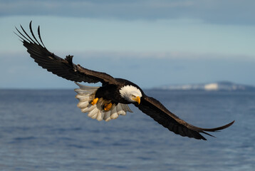  Bald eagle, Haliaeetus leucocephalus majestic and powerful  in flight in Alaska.  