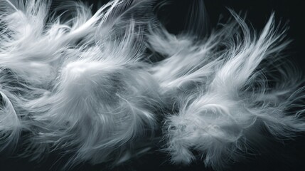 Naklejka premium Elegant Soft White Feathers in Motion on Clear Background