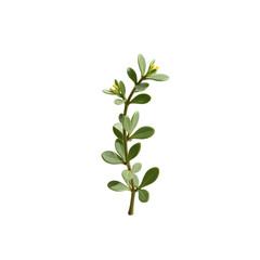 Naklejka premium Botanical Close-Up, Highly Detailed Realistic Thyme Sprig with Delicate Leaves and Tiny Yellow Blossoms Displayed Against a Simple Setting