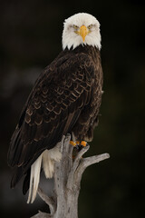 Bald eagle, Haliaeetus leucocephalus, in Alaska.