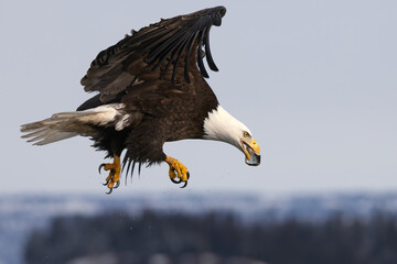  Bald eagle, Haliaeetus leucocephalus fishing in Alaska.