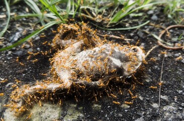 frog on the ground, dead carcass of frog feasted by big red ant
frog color is grey and white, on black brownish ground and some weed in background, shallow depth of field. big red ant eating dead frog