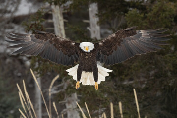 Bald eagle, Haliaeetus leucocephalus, flying at the camera.