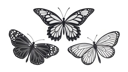 Fototapeta premium Butterfly outline with drawn details collection.