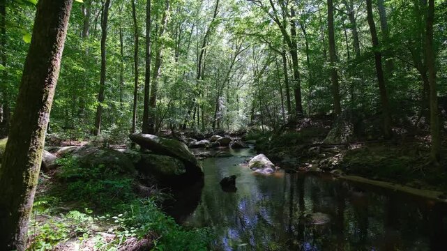 river in the forest