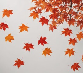 Vibrant red and orange maple leaves falling against a pure white backdrop ,  orange leaf,  vein,  backdrop