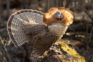 Ruffed grouse Bonasa umbellus, in full display facing camera, Minnesota.