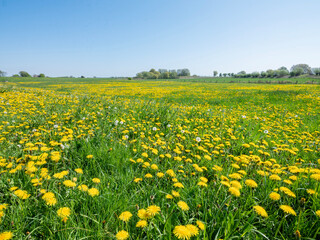 meadows and yellow buttercups in meadows near wijk bij duurstede in holland