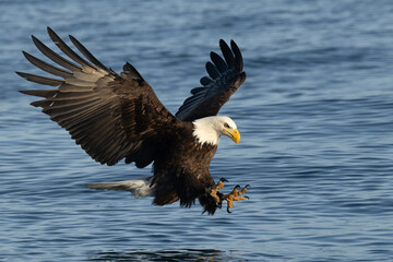 Bald eagle, Haliaeetus leucocephalus feet out to catch fish in Alaska.