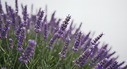 Fototapeta premium Vibrant Lavender Sprigs with Glistening Dew in Soft Focus Natural Purple and Green Tones