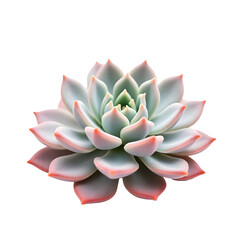 Fototapeta premium Captivating close-up of a delicate succulent showcasing its rounded, geometric symmetry and subtle, soothing ombre effects on its leaves