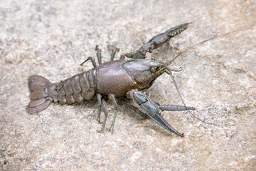 Virile crayfish, Faxonius virilis in Minnesota.
