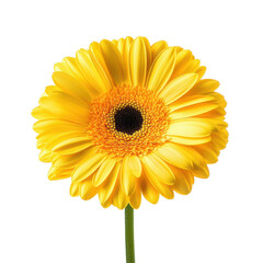 Closeup view of a bright yellow gerbera flower with vivid petals and a dark center, Closeup view isolated yellow gerbera flower on Transparent background