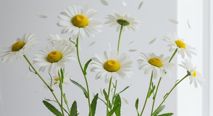 Elegant White Daisy Flowers with Yellow Centers on White Backdrop for Spring and Nature Themes Video