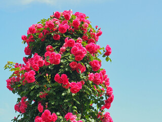 横浜　山下公園の赤いバラ